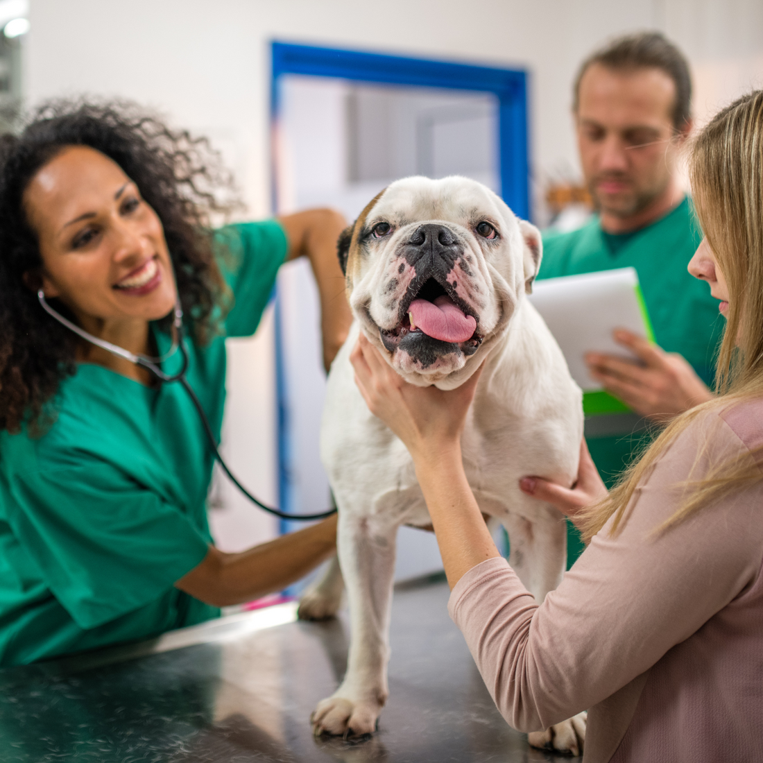 Becoming a Veterinarian in Canada